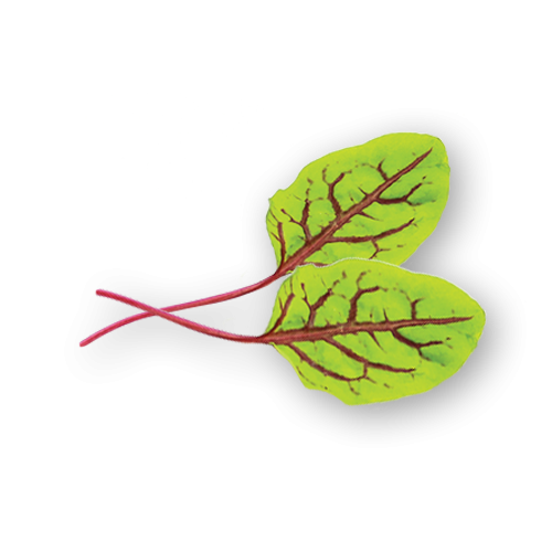 Sorrel